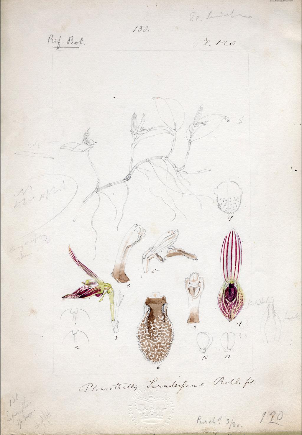 84 LANKESTERIANA Figure 5. Epitype of Pleurothallis saundersiana Rchb.f., proposed here.