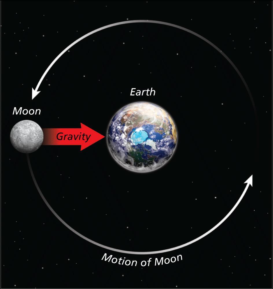 Gravitational Forces The moon s inertia and the