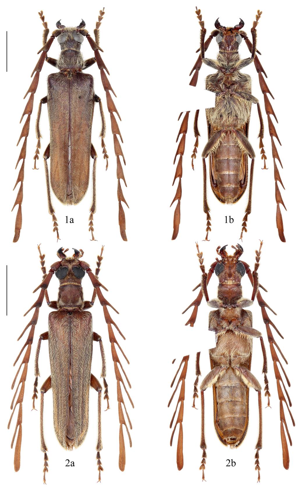 FIGURES 1 2. Dorsal and ventral habitus of Spiniphilus spp. 1) S. spinicornis Lin & Bi, 2011, male from Yunnan; 2) S. xiaodongi sp.