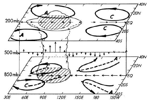 Dynamical structure of MJO MJO has characteristics of both the equatorial Kelvin wave and the equatorial Rossby wave.