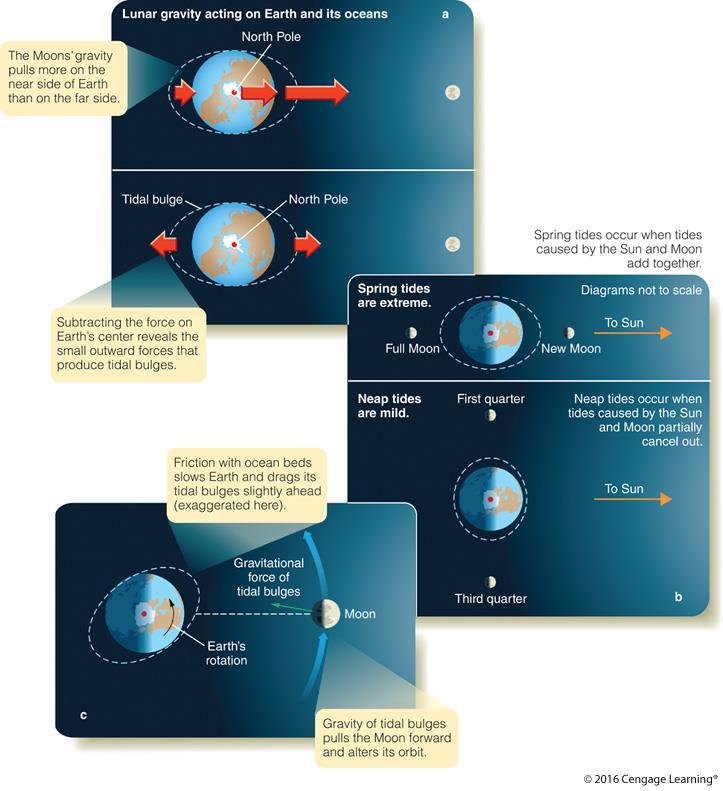 Tides and Tidal Forces Caused by the difference of the Moon s gravitational attraction on the water on Earth (a) Tides are produced by small differences in the gravitational force exerted on