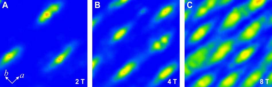 Fig. S3. Magnetic field-dependent vortex lattices. The images from (A) to (C) show the zero bias conductance maps at 0.4 K under a magnetic field of 2, 4 and 8 Tesla, respectively.