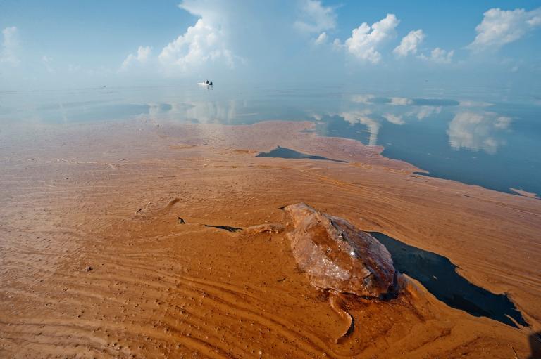 BP Oil Spill: Over 8,000 animals (birds, turtles, mammals) were
