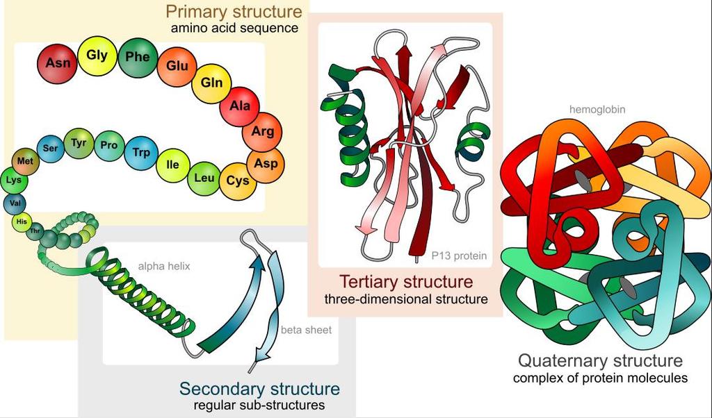 1. Introduction Figure 1-1: The four levels of protein structure: Primary, secondary, tertiary and quaternary. Original figure by Mariana Ruiz Villarreal (Villarreal, 2008).