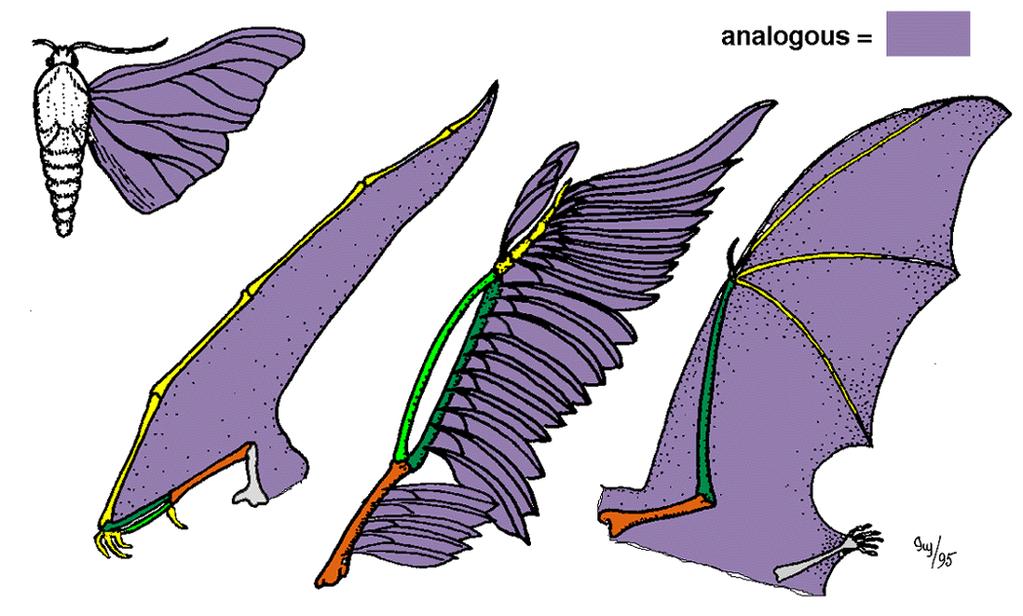Convergent evolution Flight evolved in 3 separate animal groups
