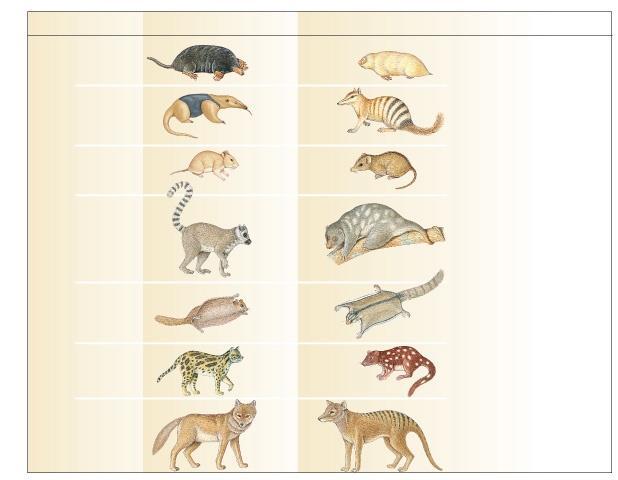 Parallel types across continents Niche Placental Mammals Australian Marsupials Burrower Mole Marsupial mole Anteater Nocturnal insectivore Anteater Mouse