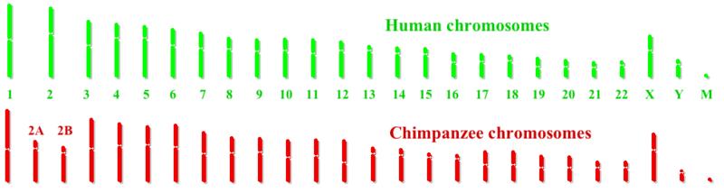 1, where our analysis confirmed the presence of multiple subtelomeric duplications to chromosomes 1, 5, 8, 9, 10, 12, 19, 21 and 22.