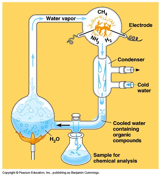 The Miller-Urey experiment: Abiotic synthesis of organics Simulated early Earth Reducing atmosphere H 2 O, H 2, CH 4, NH 3 Simple inorganic molecules Electric sparks (lightning)