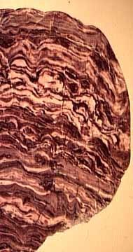 4 Ga cherts (in western Australia, South Africa) Stromatolites at 3.3-3.