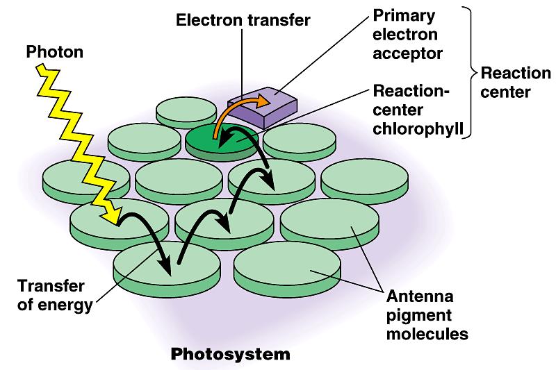 as light-gathering antenna complex Photosystem II chlorophyll a P 680 = absorbs 680nm