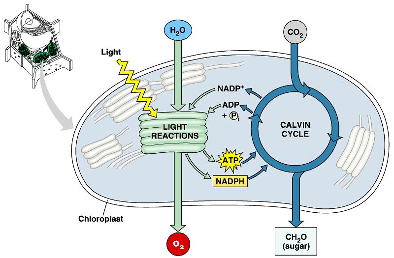 Photosynthesis overview Light reactions convert solar energy to chemical energy ATP Calvin