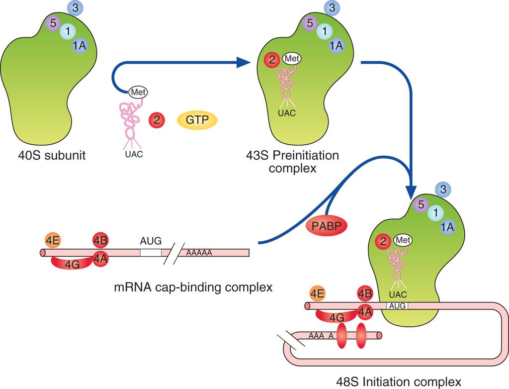 Binding 40S to elf1 A, elf2, GTP, trna met to AUG 3 -poly(a) tail is brought to close