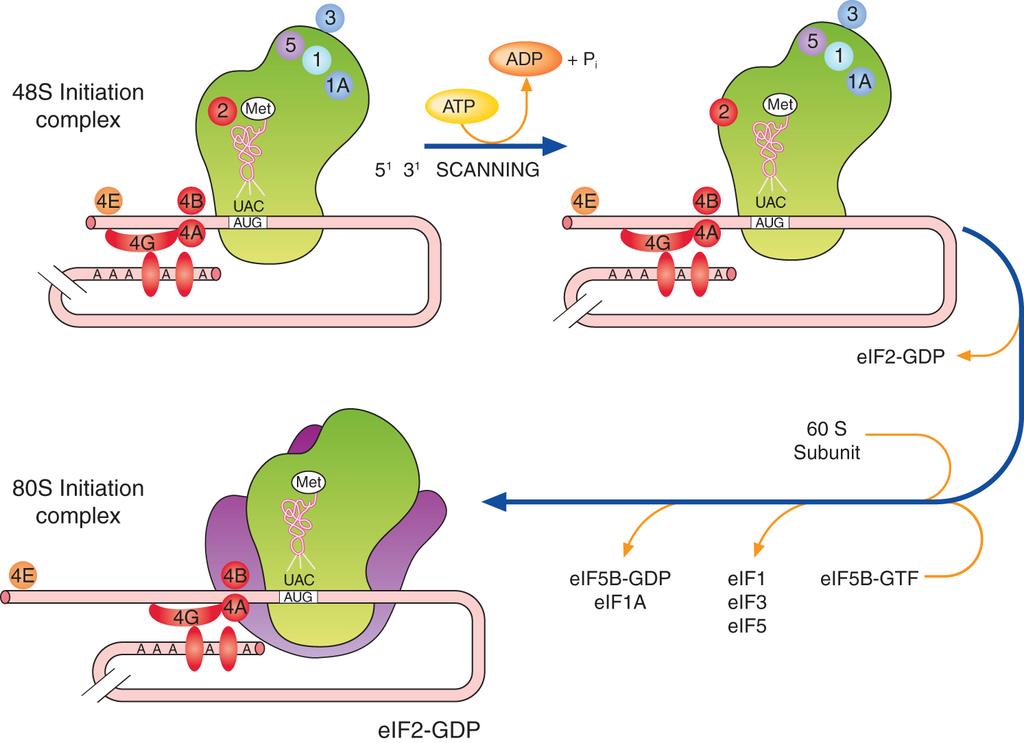 80S complex - initiation complex binds the 60S subunit Hydrolysis of GTP bound to eif2 eif5-acts as a guanine nucleotide