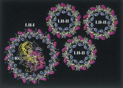 Photosynthetic Unit (PSU) Energy transfer LH II LH I RC light harvesting proteins (LH):