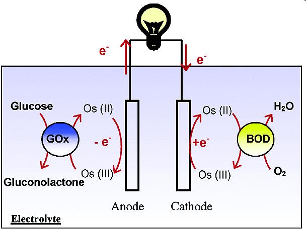 The anode electrocatalyst film comprises glucose oxidase (Gox), while the cathode