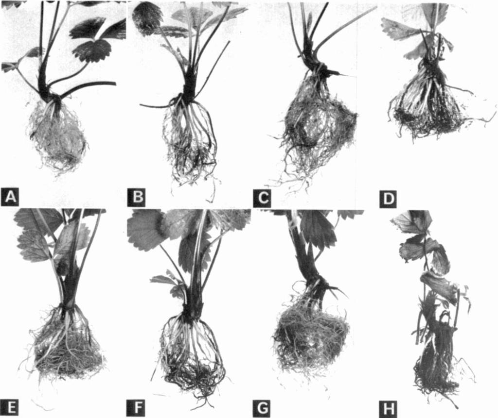 B, F) Pratylenchus penetrans-infected roots left fungus free. C, G) Nematode-free roots infected with G. comari. D, H) Roots infected with P. penetrans and G. comari. leaves appeared functional at the end of the experiment.