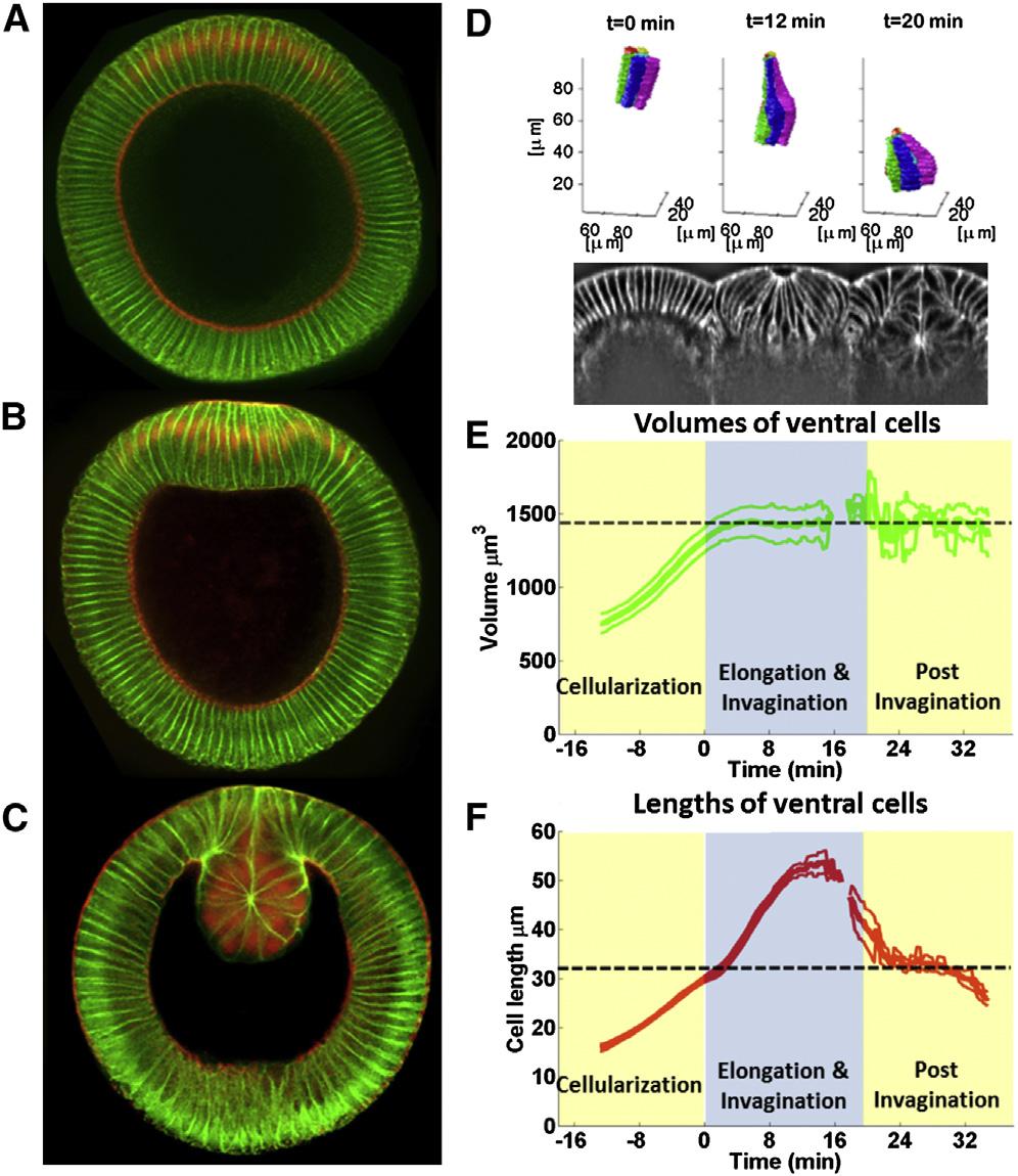 Passive Forces Control Cell-Shape Change 999 FIGURE 1 (A) Embryo cross section at the onset of gastrulation.
