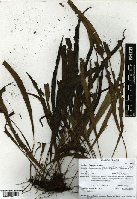 12 Almeida T, Salino A Figure 10. Elaphoglossum stenophyllum (Sodiro) Diels (Dryopteridaceae). Material a. scientificname: Elaphoglossum stenophyllum (Sodiro) Diels; taxonid: urn:lsid:ipni.