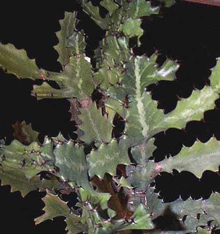 Euphorbia lactea (original form) From: http:www.
