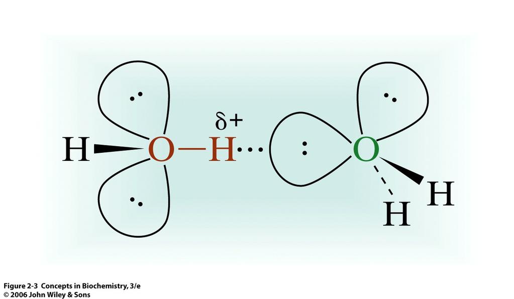 Oxygen is more electronegative than hydrogen - The polar nature and geometry of the water molecule allows water molecules to form hydrogen bonds with each other and with dissolved hydrophilic