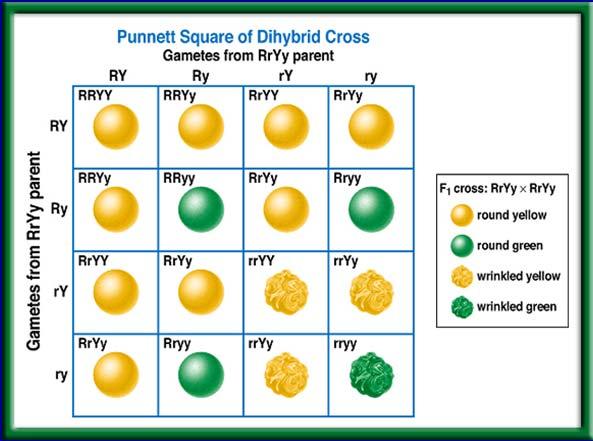 Show punnett square video clip Punnet Square of Dihybrid Cross Punnet Squares Title your paper: Punnet Square Practice: Completely answer the following questions 1- Cross 2 brown haired parents with