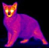 The image to the right shows a cat in the infrared. The yellow-white areas are the warmest and the purple areas are the coldest.