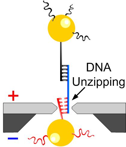 Nanopore force spectroscopy DNA-DNA Interactions -