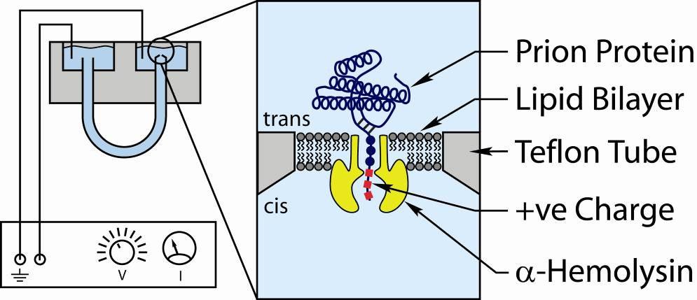 Nanopore Analysis of Prion Proteins