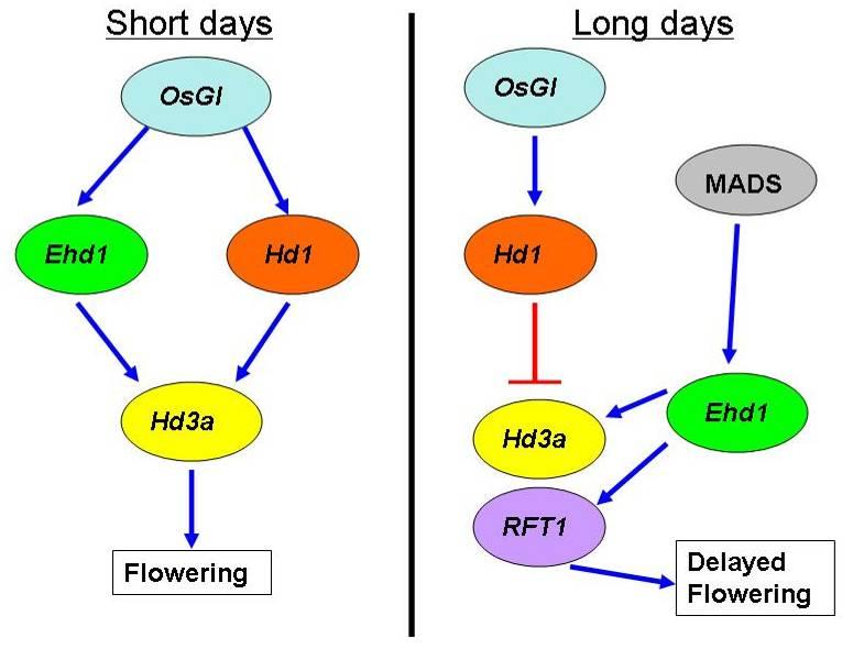 Figure 4.1. Brief overview of flowering time gene regulation in rice. This figure is adapted from Tsuji, Taoka and Shimamoto (2010).