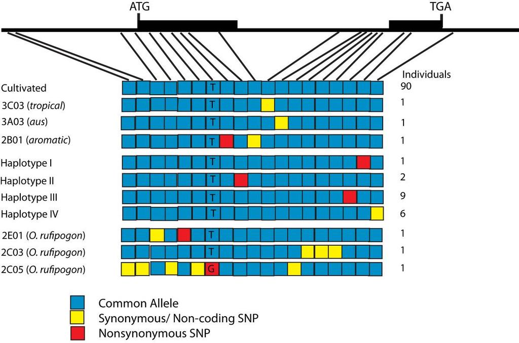 Figure 2.6. Graphical view of unique sh4 haplotypes. The top haplotype represents the common shared cultivated haplotype found in 90 individuals from cultivated, weedy, and wild groups.