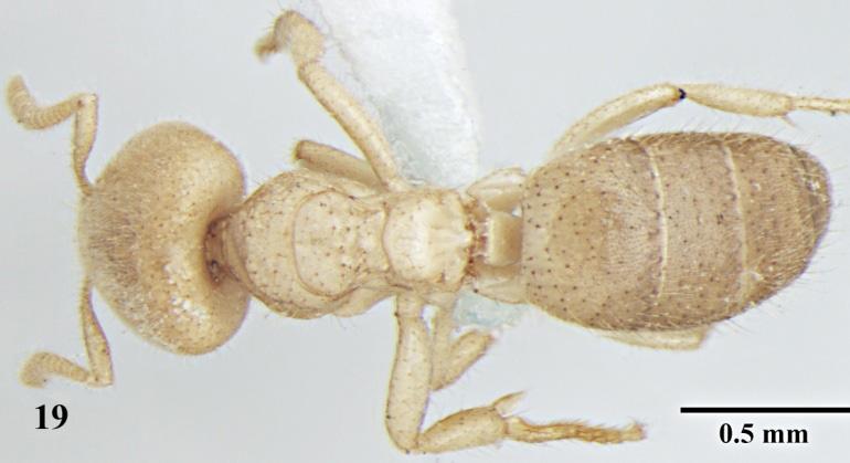 Formicidae) Fig. 17-19.