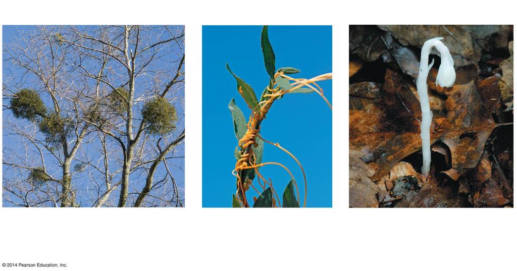 Parasitic plants Mistletoe, a photosynthetic parasite Dodder, a