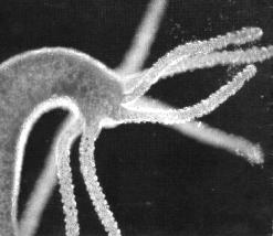Adults are sessile CNIDARIA: Jellyfish, hydras, sea anemones, and corals Soft