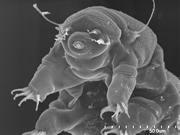 Tardigrades are highly resistant to extreme temperatures (-270 C to 151 C); to dessication (drying out); and to X-rays; they can survive over 1000 times