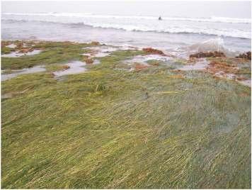 Low Tide Zone Abundant algae and surf grass
