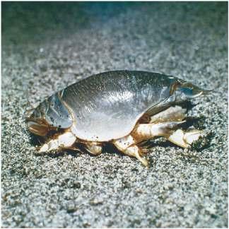 Sandy Beach Organisms and Adaptations Crustaceans Segmented