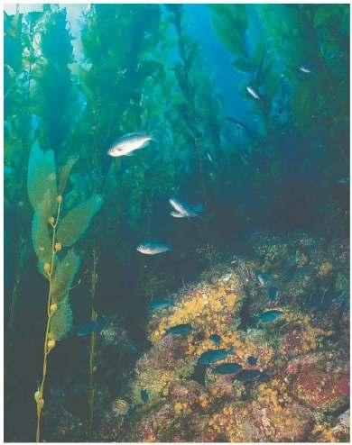 Shallow Offshore Ocean Floor Communities Kelp forests beds of giant brown bladder kelp