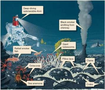 Deep-Sea Hydrothermal Vent Communities Hydrothermal vent biocommunities Organisms previously