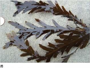 Marine algae rock weeds with thick cell