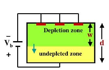 Property of the depletion zone Depletion width depends on the resistivity, charge carrier and magnitude of bias voltage V b w = (2ερµV b ) Bias Voltage needed to completely deplete a device of