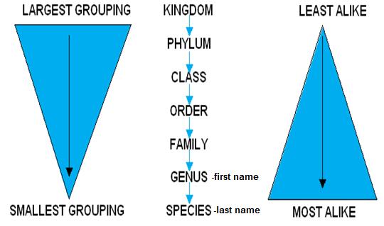 The levels of classification, from broadest to most specific, include: kingdom, phylum, class, order, family, genus, and species.