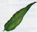 The leaves of monocots are long and slender with veins that are parallel to each other.