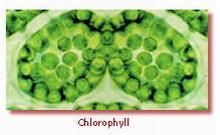 Plant Study Guide for Week 3 Chlorophyll- A green pigment