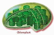 Chloroplasts- Parts of plant cells that contain chlorophyll.