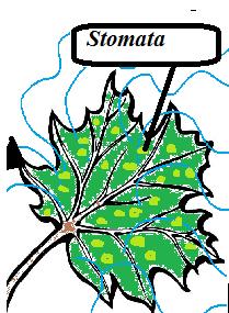 Guard cells-cells that open and close the stomata to allow or