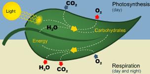 Sugar and Oxygen change into water and Carbon Dioxide.