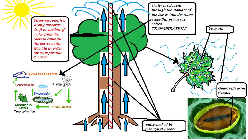 Xylem (up elevator, xylem up)- Vascular tissue that transports water and minerals from the roots up to the rest of the