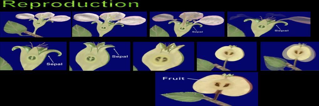 Seed Producing There are two major groups of seed-producing plants: Flowering Plants Flowering