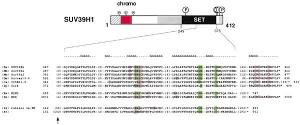 Database Searches Using low sequence complexity filter (SEG) [p254] Many proteins contain extensive regions with a low sequence complexity Example: C-ter third of FSH_DROME HLMQPAGPQQ QQQQQQQQPF