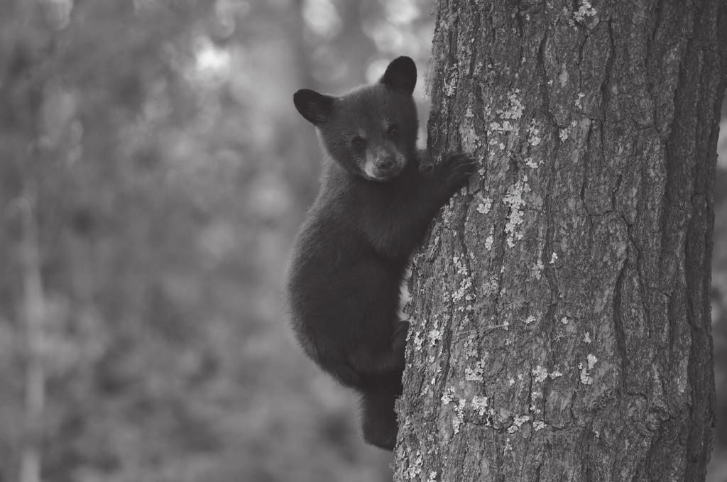 Linear Equations Black bears, like this little cub, are really good climbers.